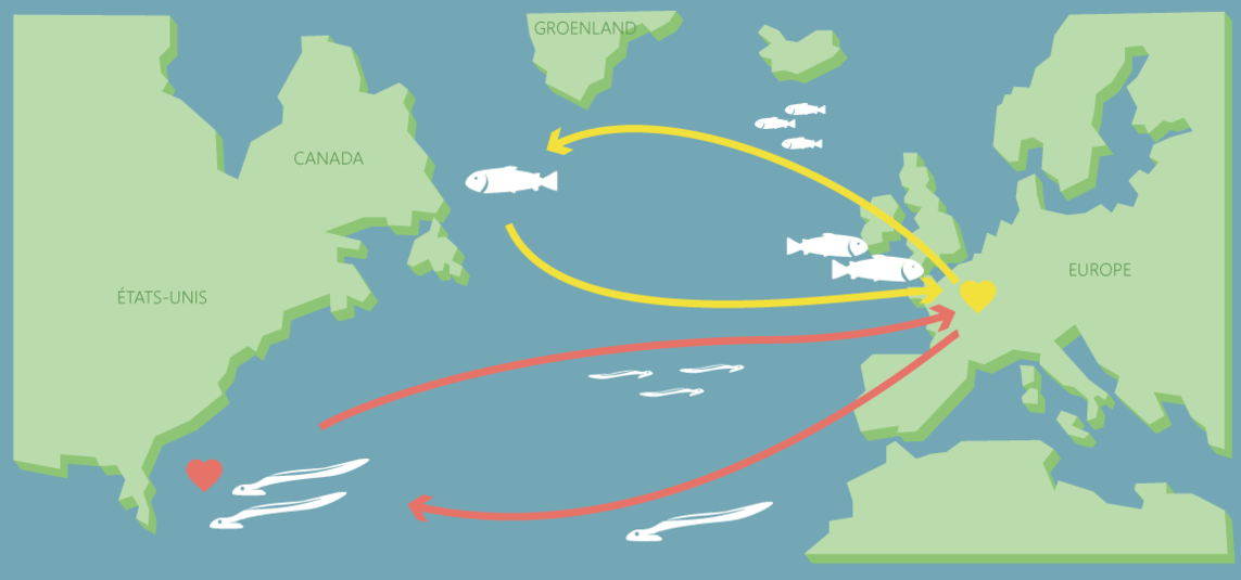 migration_anguille_saumon.png
